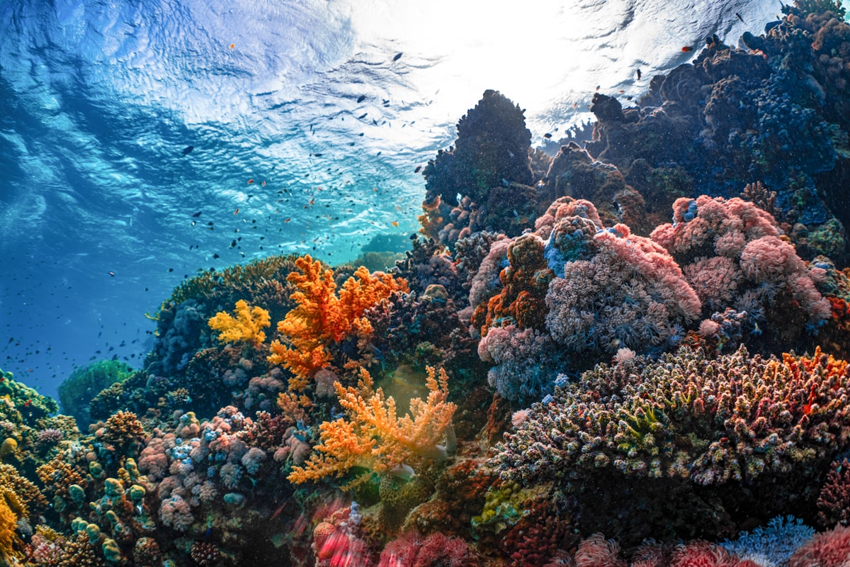 Clear waters of the Arabian Gulf coastline near Jubail, Eastern Province, Saudi Arabia