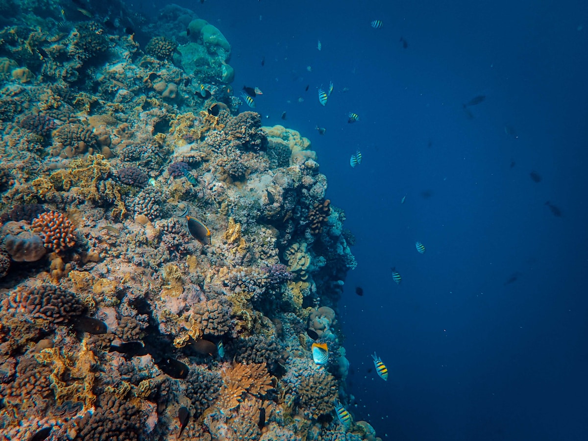 Pristine coral reef with sergeant major fish and tropical species, Farasan Islands, Saudi Arabia Red Sea