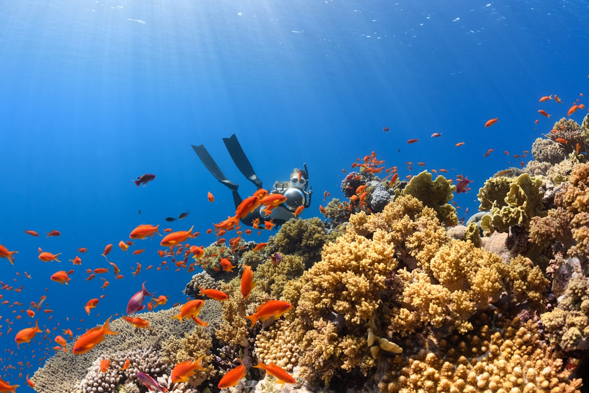 Scuba diver over vibrant coral reef with orange fish, Red Sea, Saudi Arabia