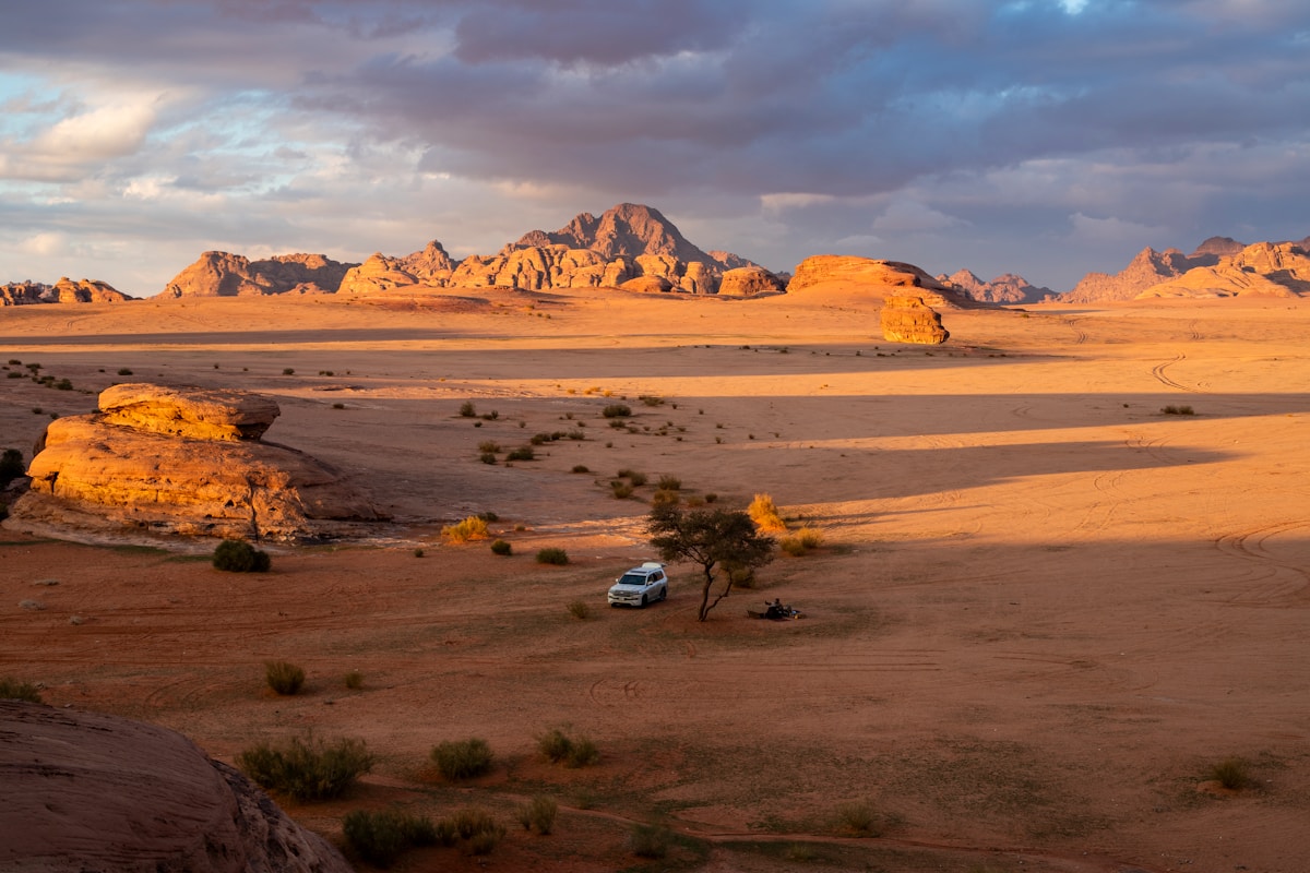Wadi Disah palm canyon with sandstone cliffs in the Tabuk region, Saudi Arabia
